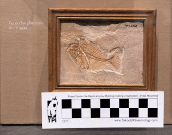 Media type: image;   Vertebrate Paleontology VPF-6248 Description: Photograph of the skeleton in left lateral view of MCZ VPF-6248. On exhibit in the HMNH Romer Hall.;  Aspect: lateral